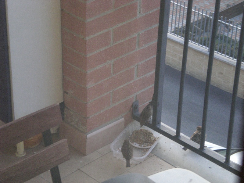 passeri bird balcony luby.jpg