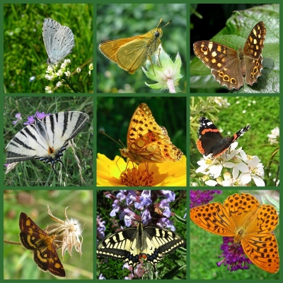 collage- farfalle.jpg