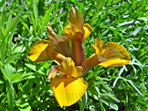 Iris bicolore.jpg