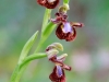 Ophrys_speculum_01